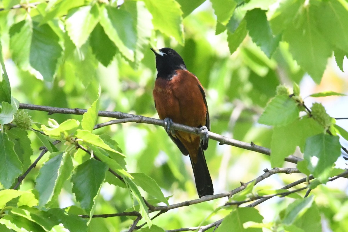 Orchard Oriole - ML618663300