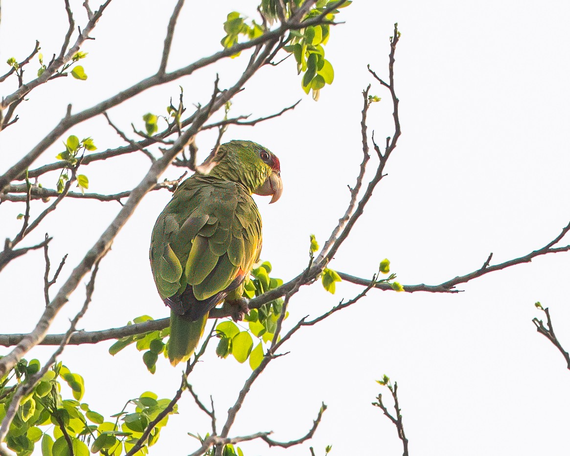Lilac-crowned Parrot - ML618663308