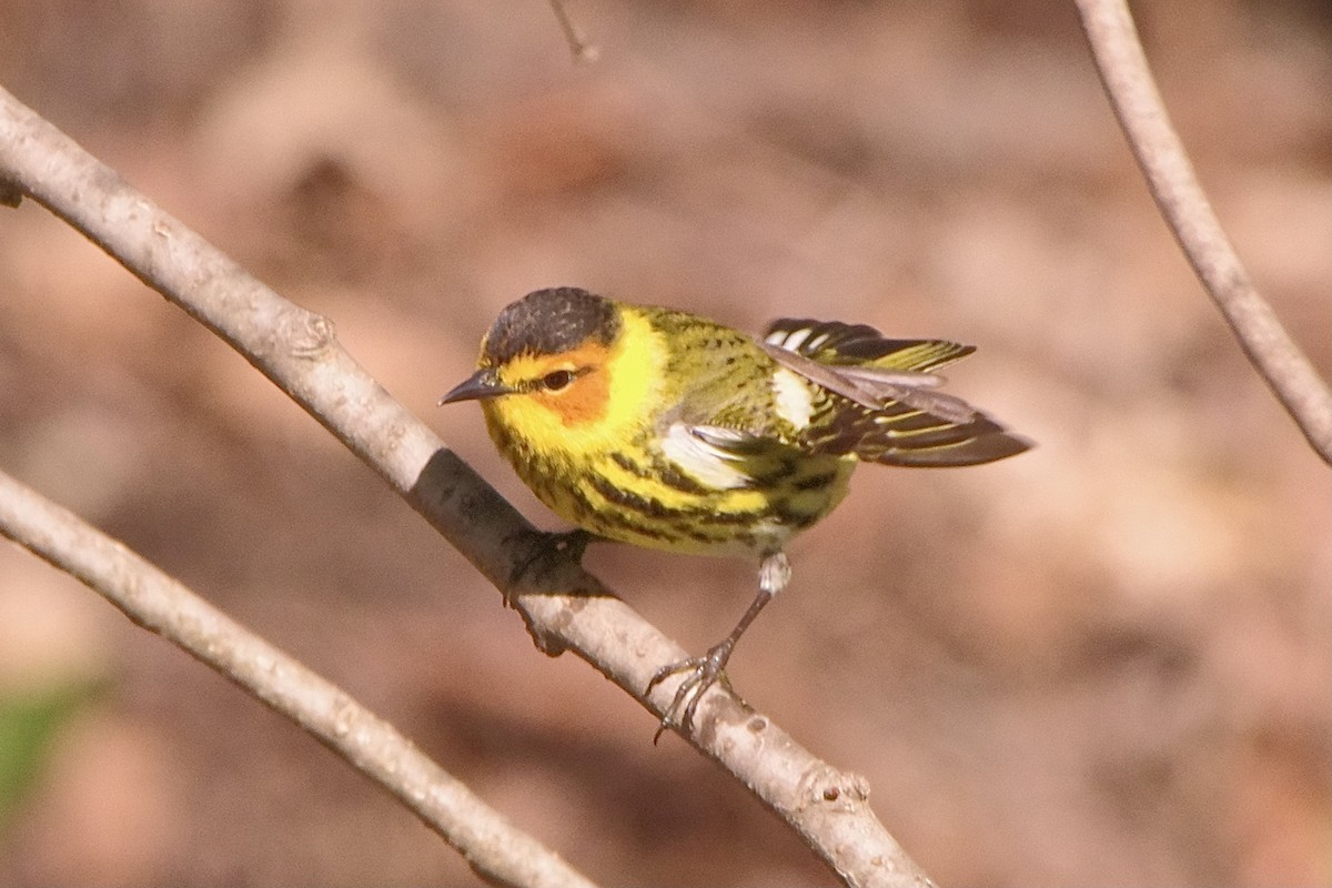 Cape May Warbler - ML618663348