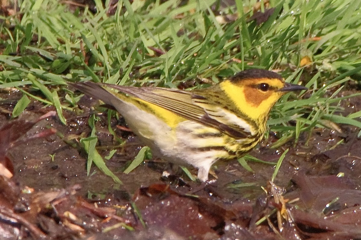 Cape May Warbler - ML618663349
