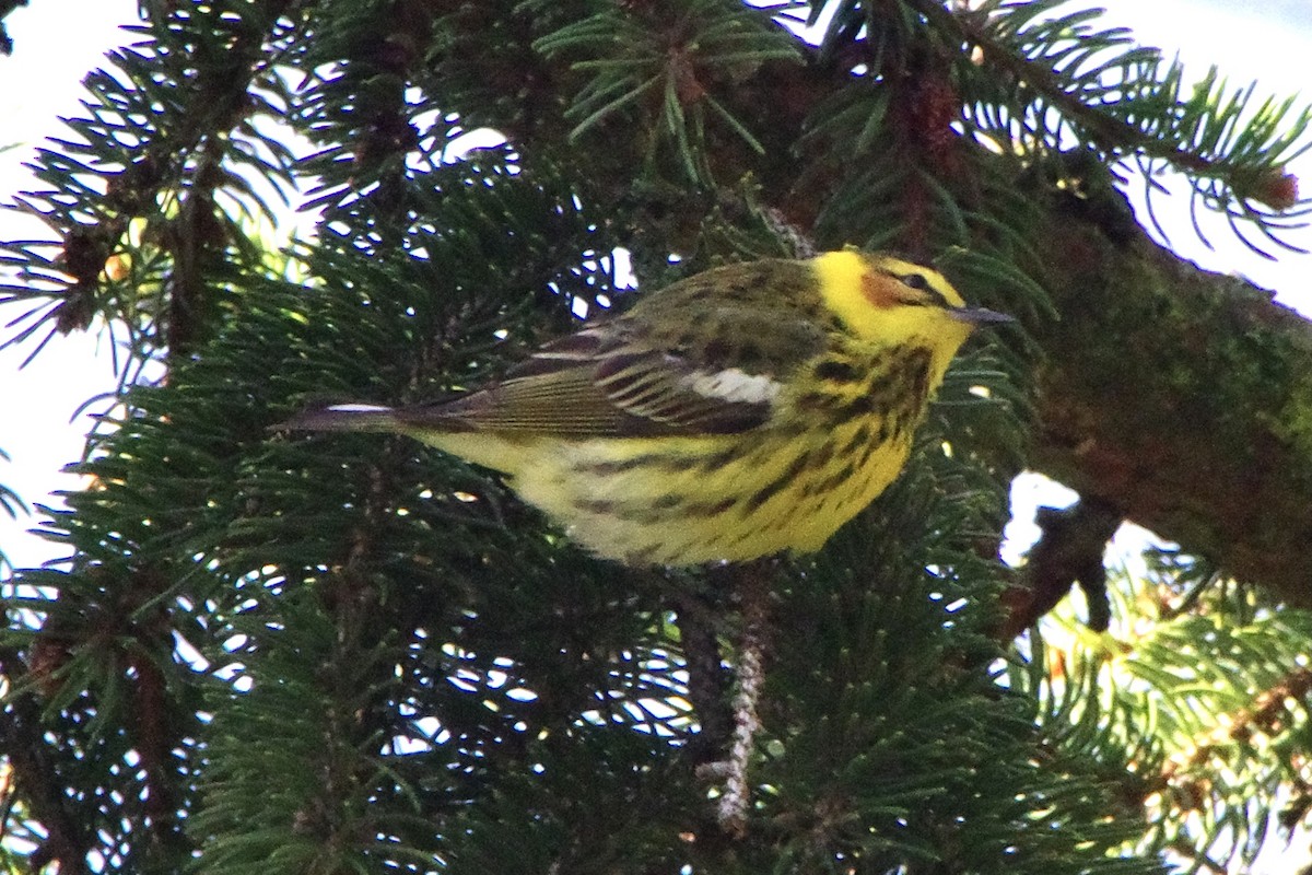 Cape May Warbler - Lowell Goudge