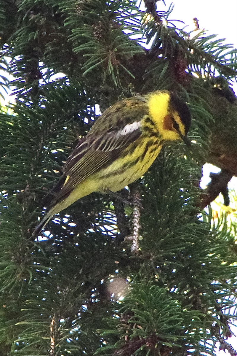 Cape May Warbler - ML618663351