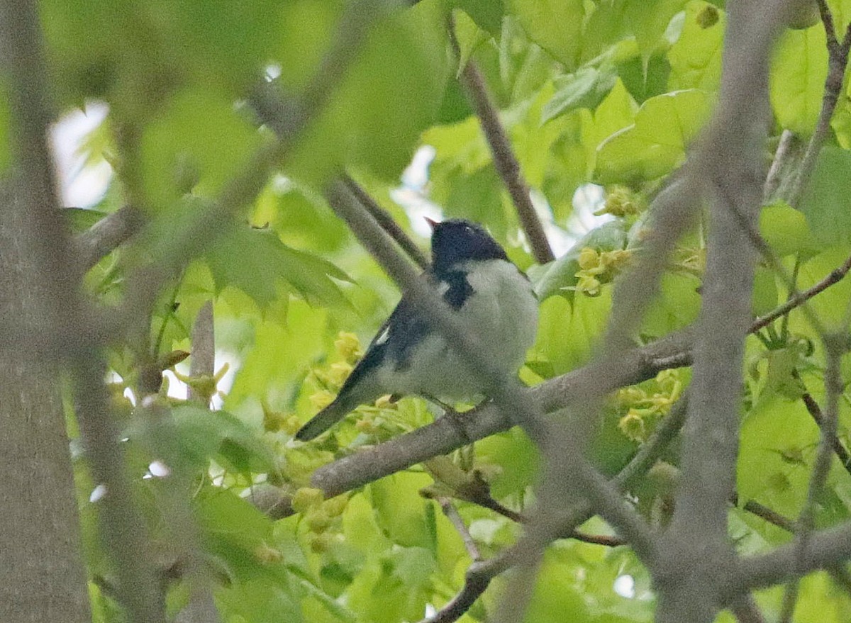 Black-throated Blue Warbler - ML618663359