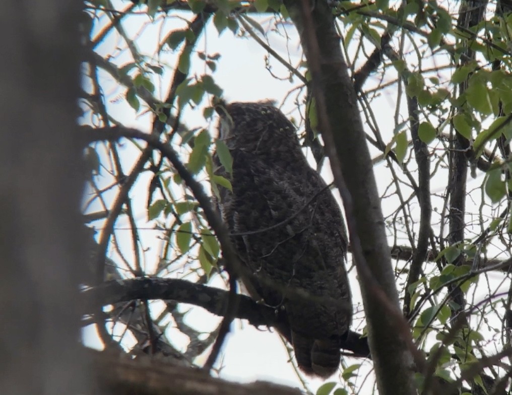 Great Horned Owl - ML618663364
