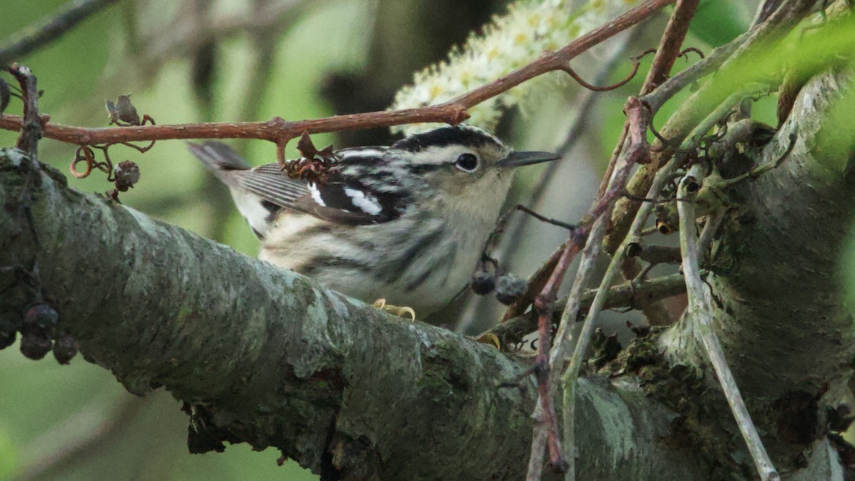 Black-and-white Warbler - ML618663395