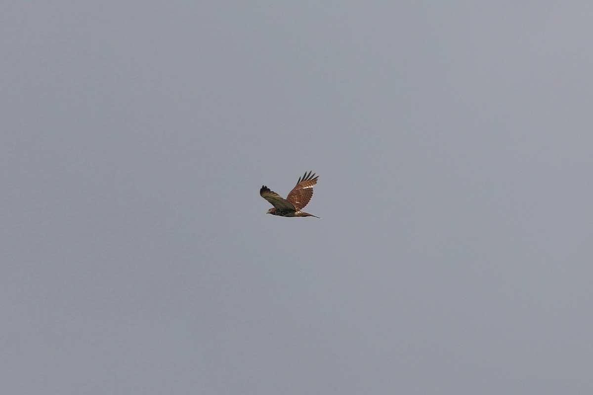 Red-tailed Hawk - ML618663489