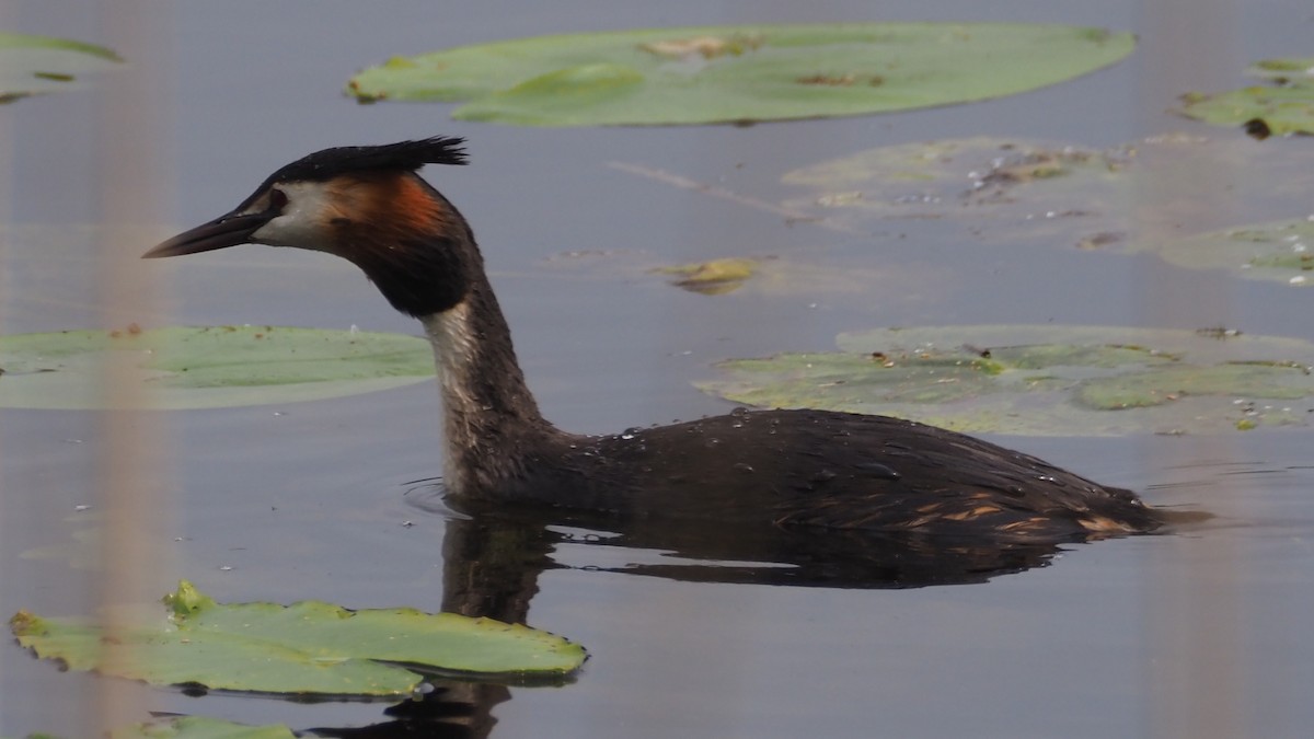 Great Crested Grebe - ML618663490