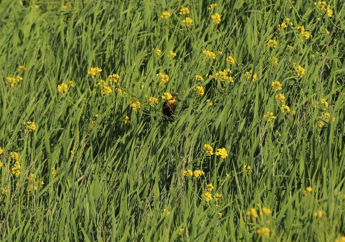 Yellow-headed Blackbird - ML618663511