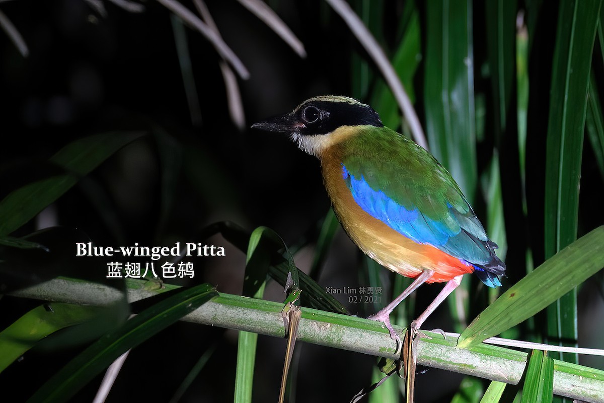 Blue-winged Pitta - ML618663542