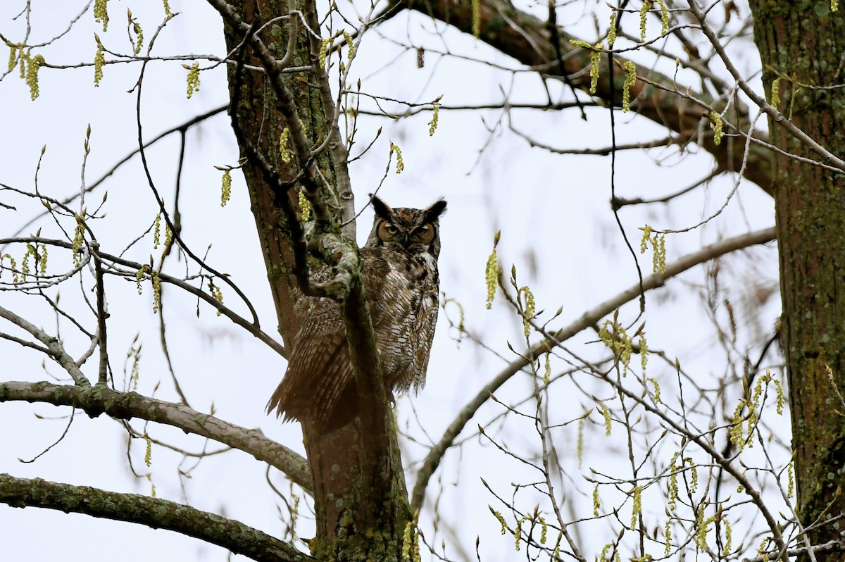 Great Horned Owl - ML618663556