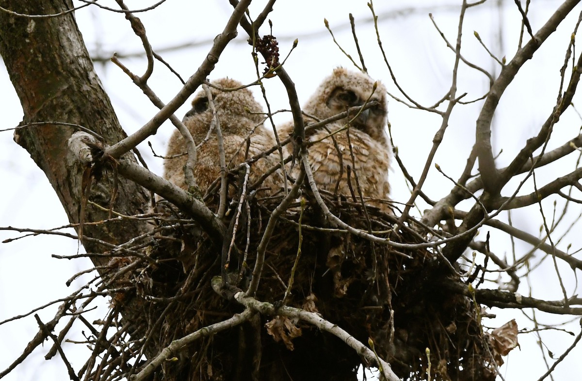Great Horned Owl - ML618663557
