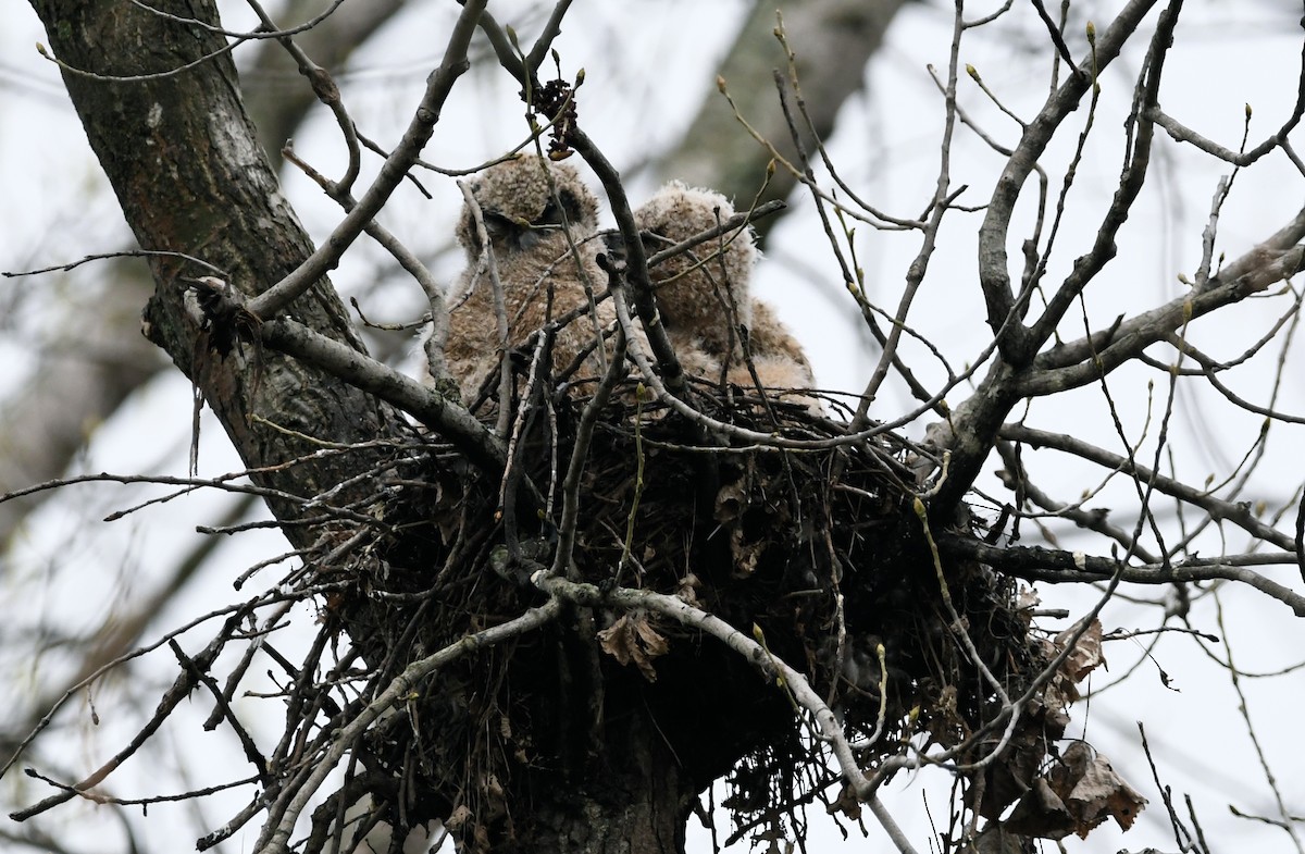 Great Horned Owl - ML618663558
