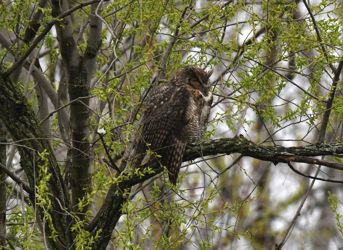 Great Horned Owl - ML618663559