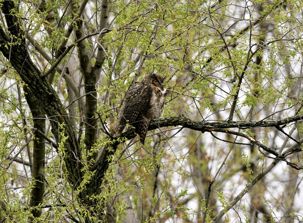 Great Horned Owl - ML618663560