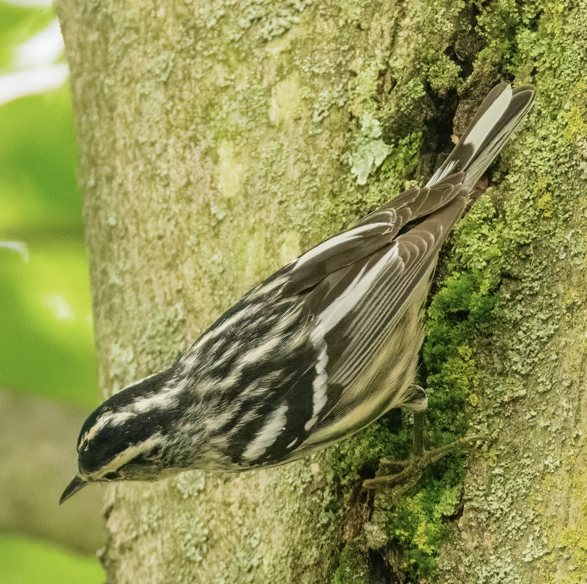 Black-and-white Warbler - ML618663562