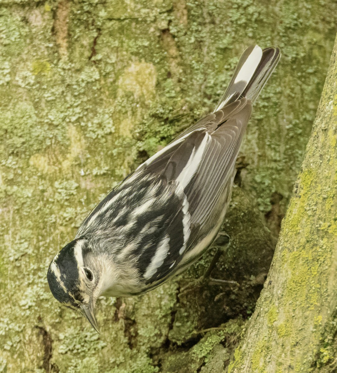 Black-and-white Warbler - ML618663563