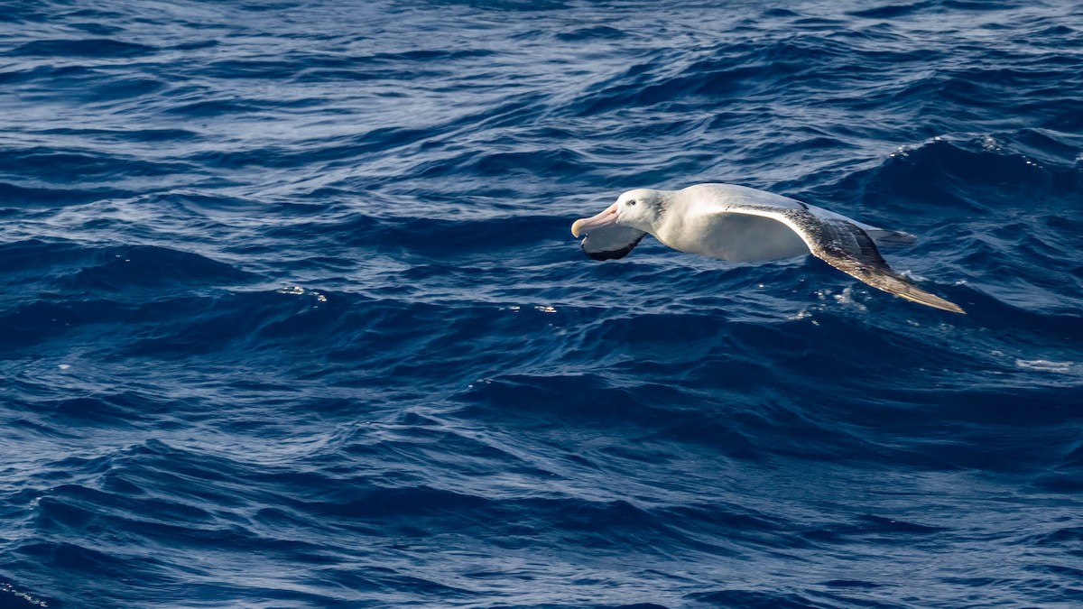 Albatros hurleur, A. de Tristan da Cunha ou A. des Antipodes - ML618663566
