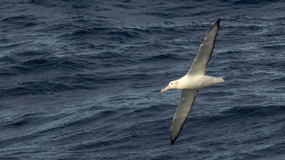Snowy/Tristan/Antipodean Albatross - ML618663567