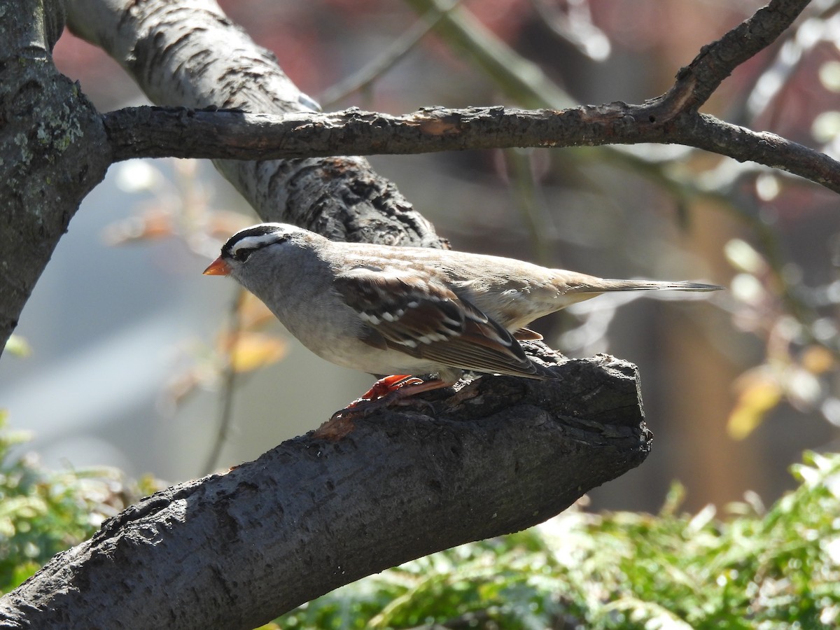 White-crowned Sparrow - ML618663570
