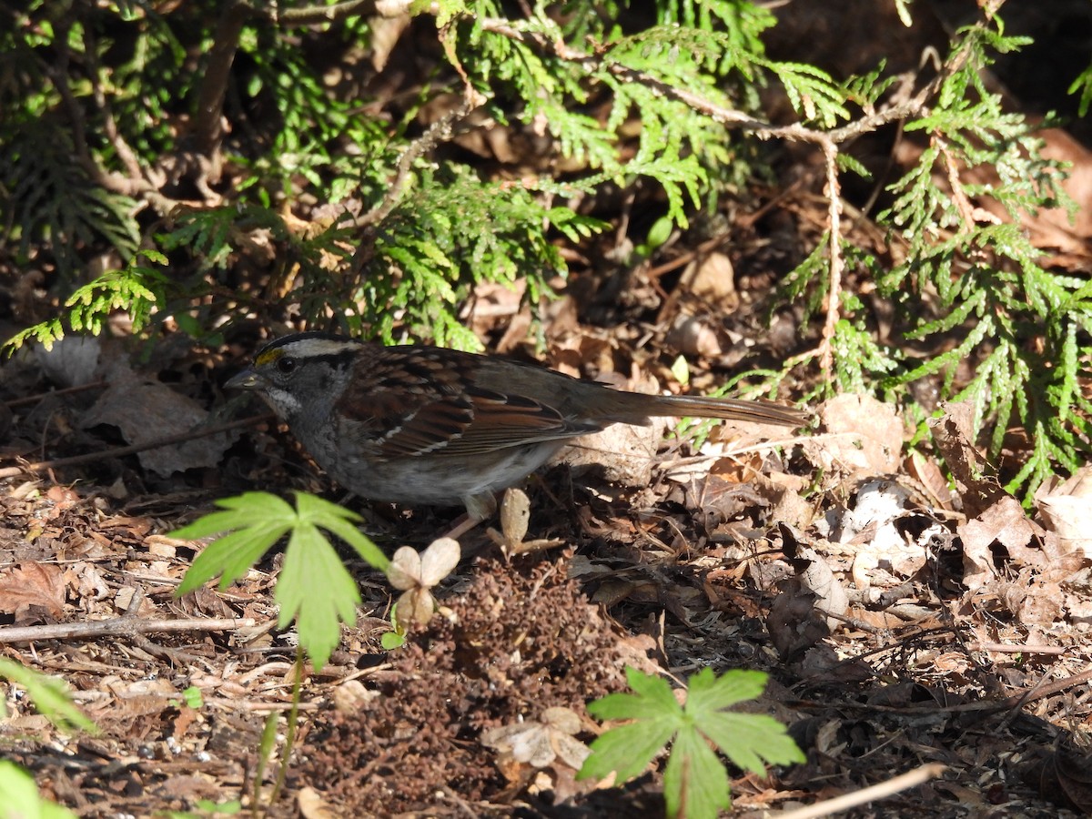White-throated Sparrow - ML618663578