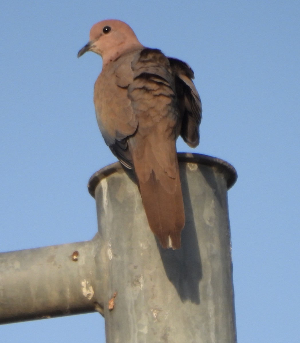 Laughing Dove - ML618663579
