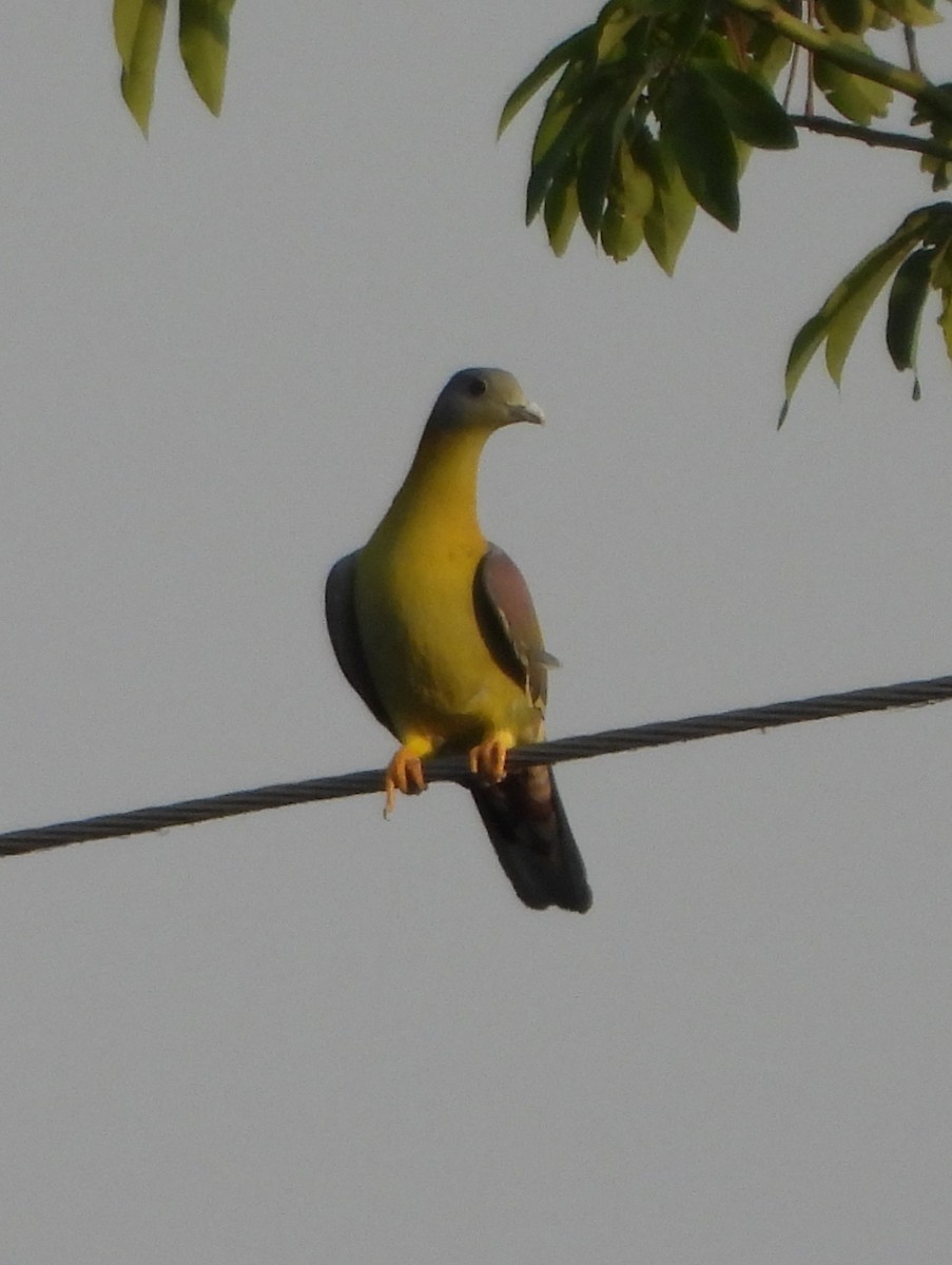 Yellow-footed Green-Pigeon - ML618663589