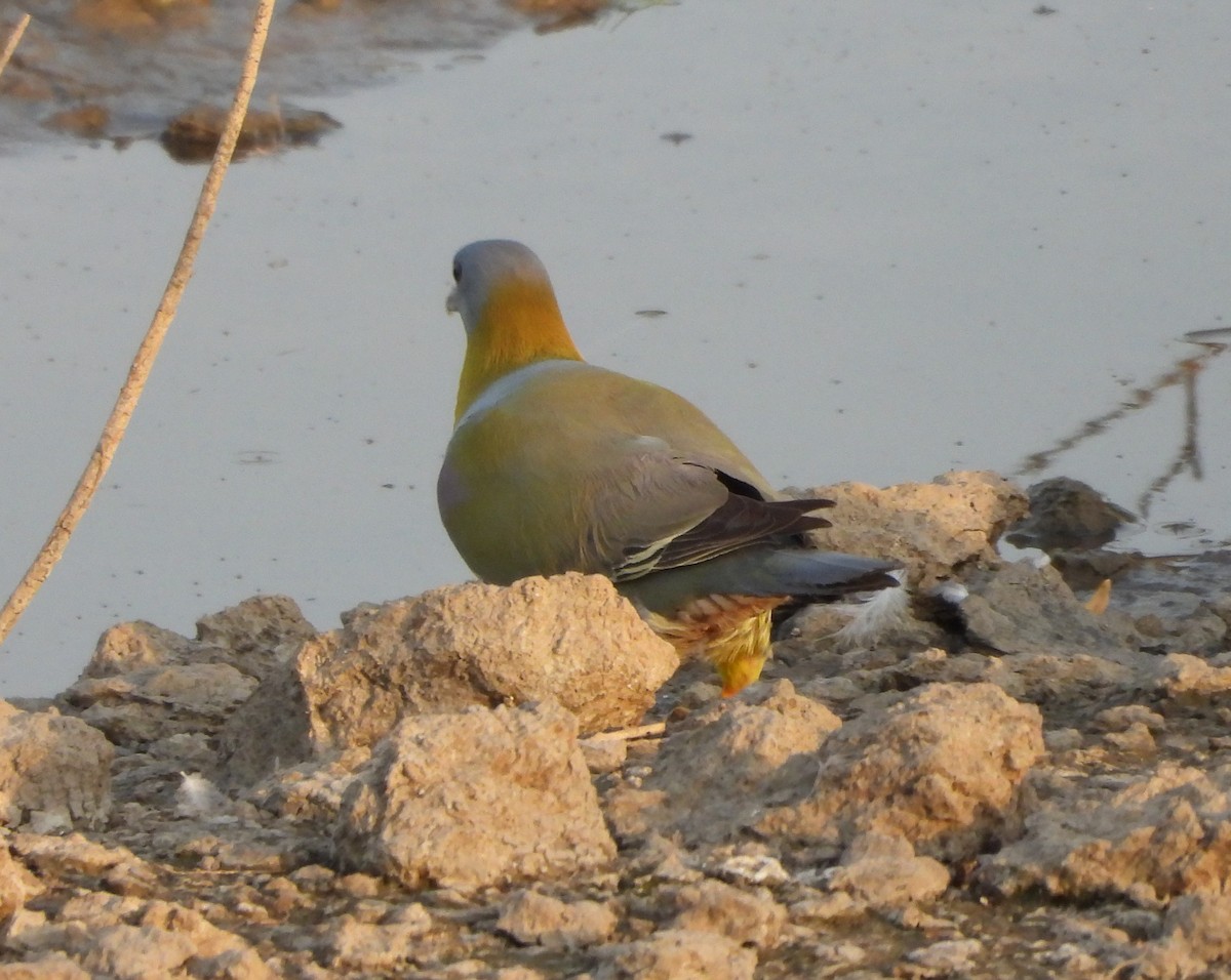 Yellow-footed Green-Pigeon - Prof Chandan Singh Dalawat
