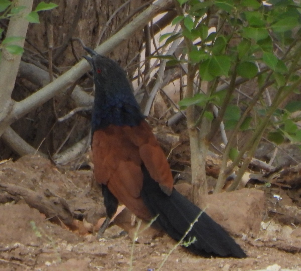 Greater Coucal - ML618663595