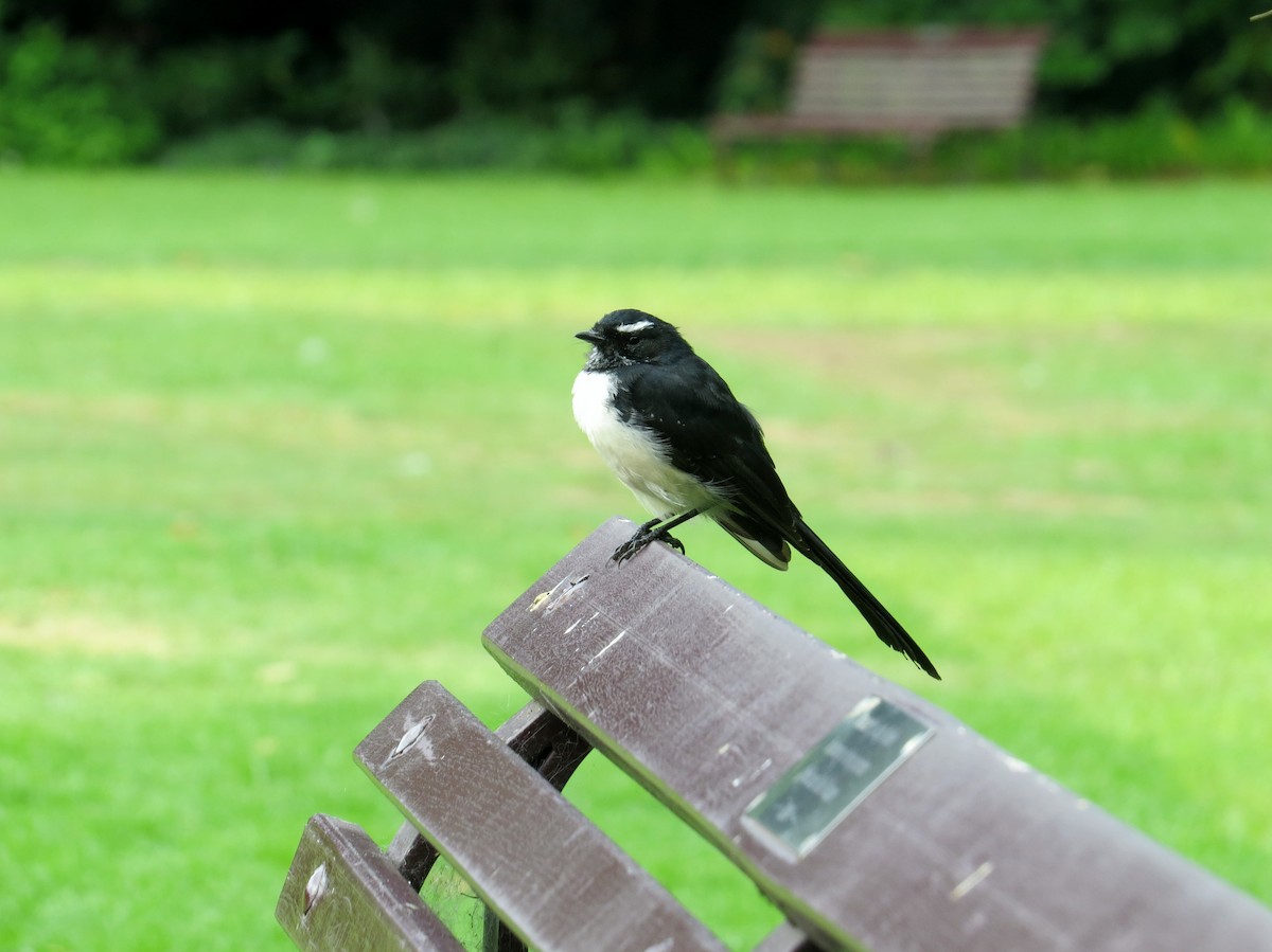 Willie-wagtail - Mike & Angela Stahl