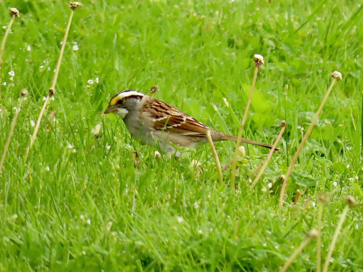 White-throated Sparrow - Richard Gregg