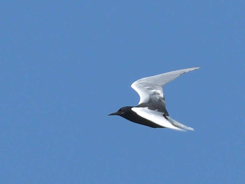 White-winged Tern - Krzysztof Czarnocki