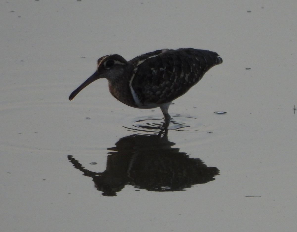 Greater Painted-Snipe - ML618663654