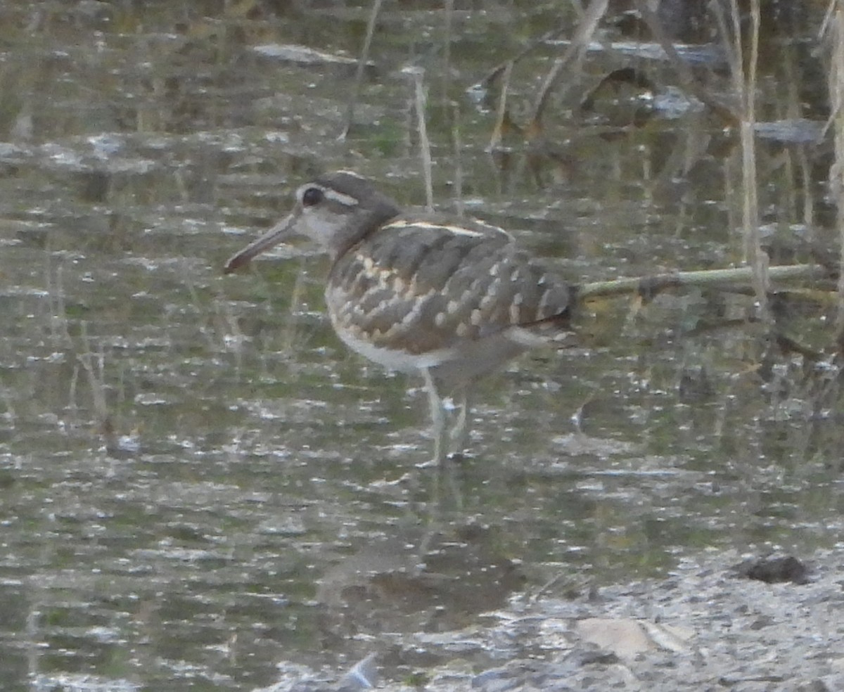 Greater Painted-Snipe - ML618663655