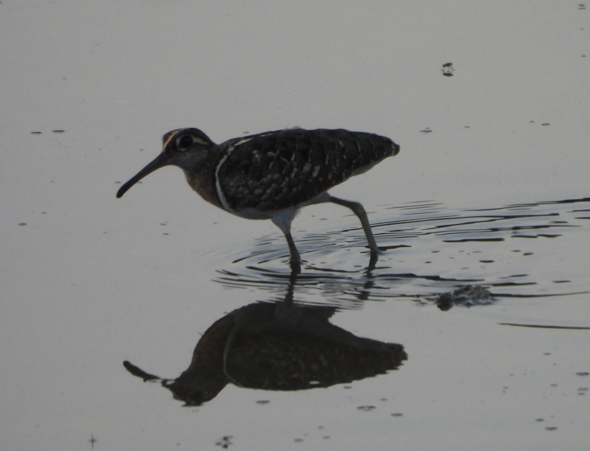 Greater Painted-Snipe - ML618663656