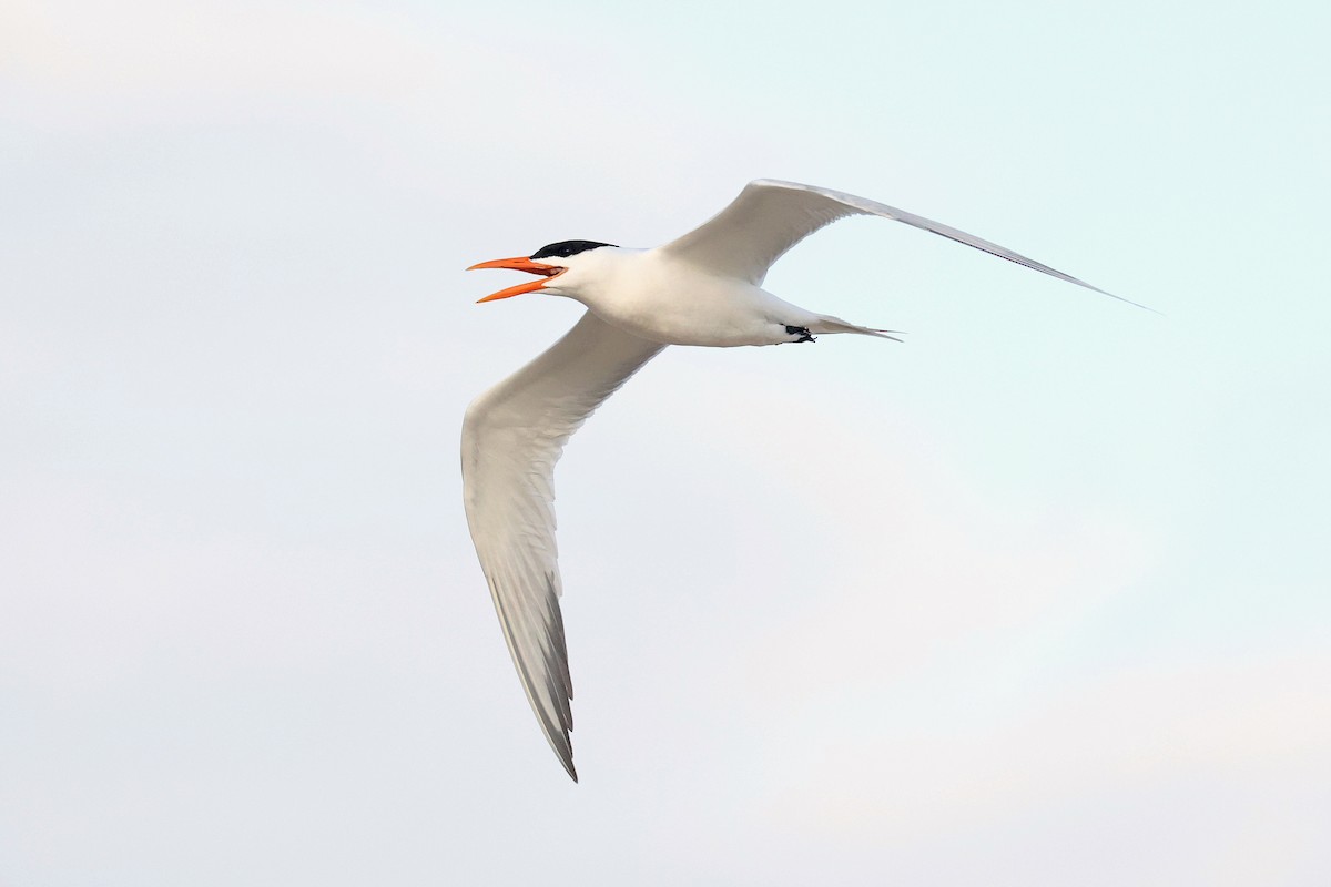 Royal Tern - Michael O'Brien