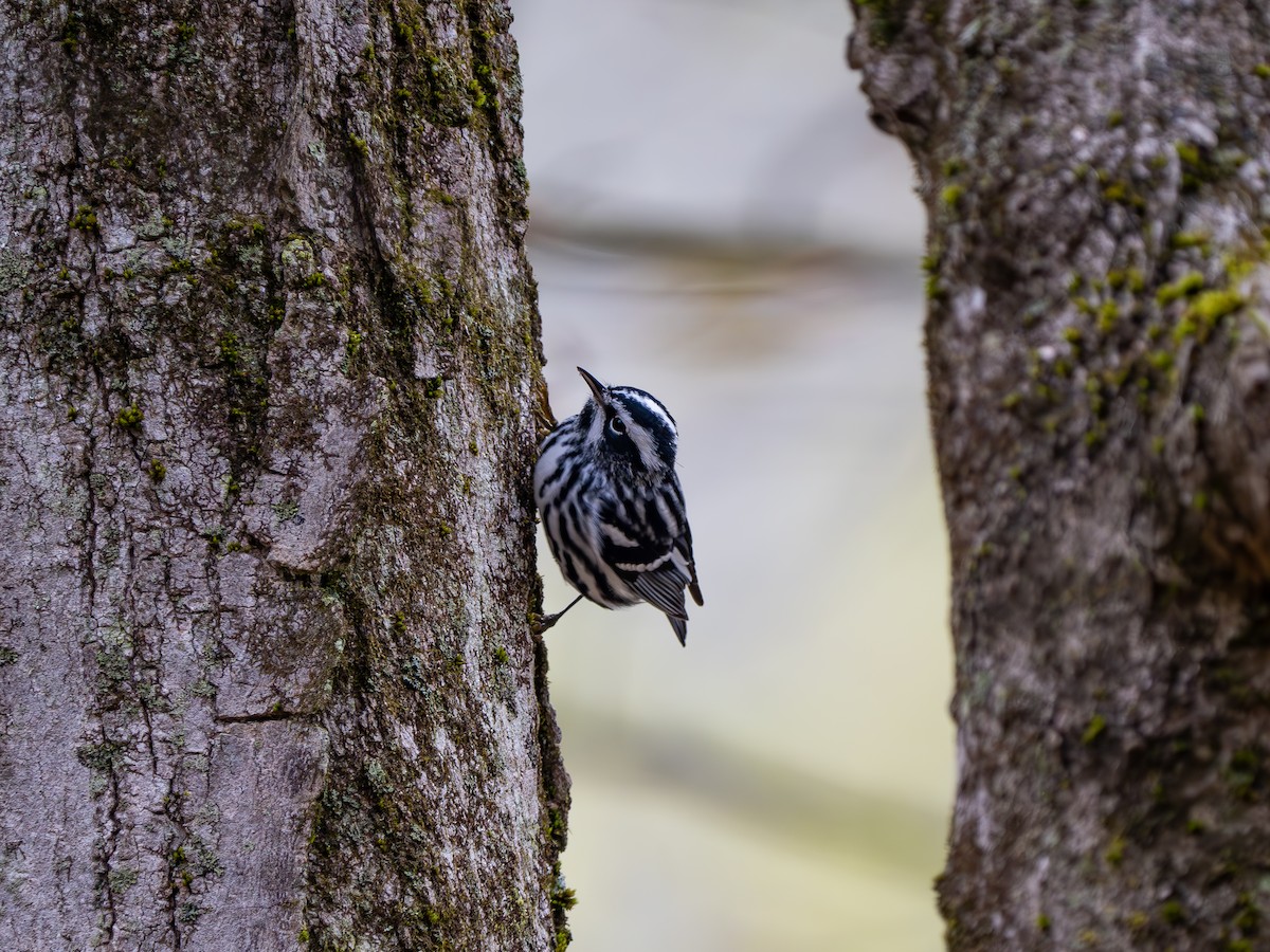 Black-and-white Warbler - ML618663665