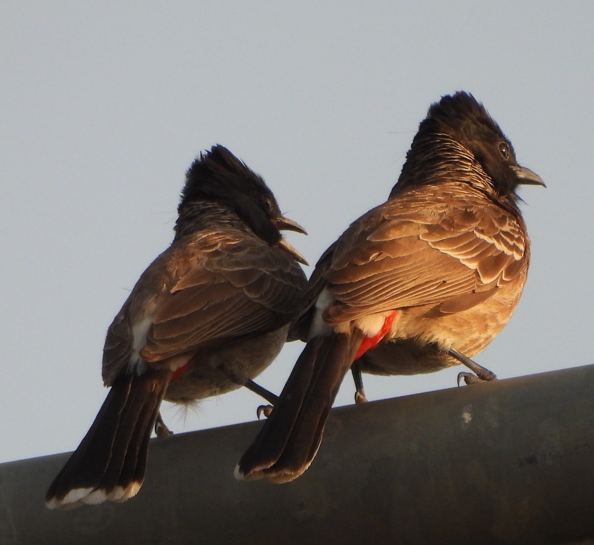 Red-vented Bulbul - ML618663695