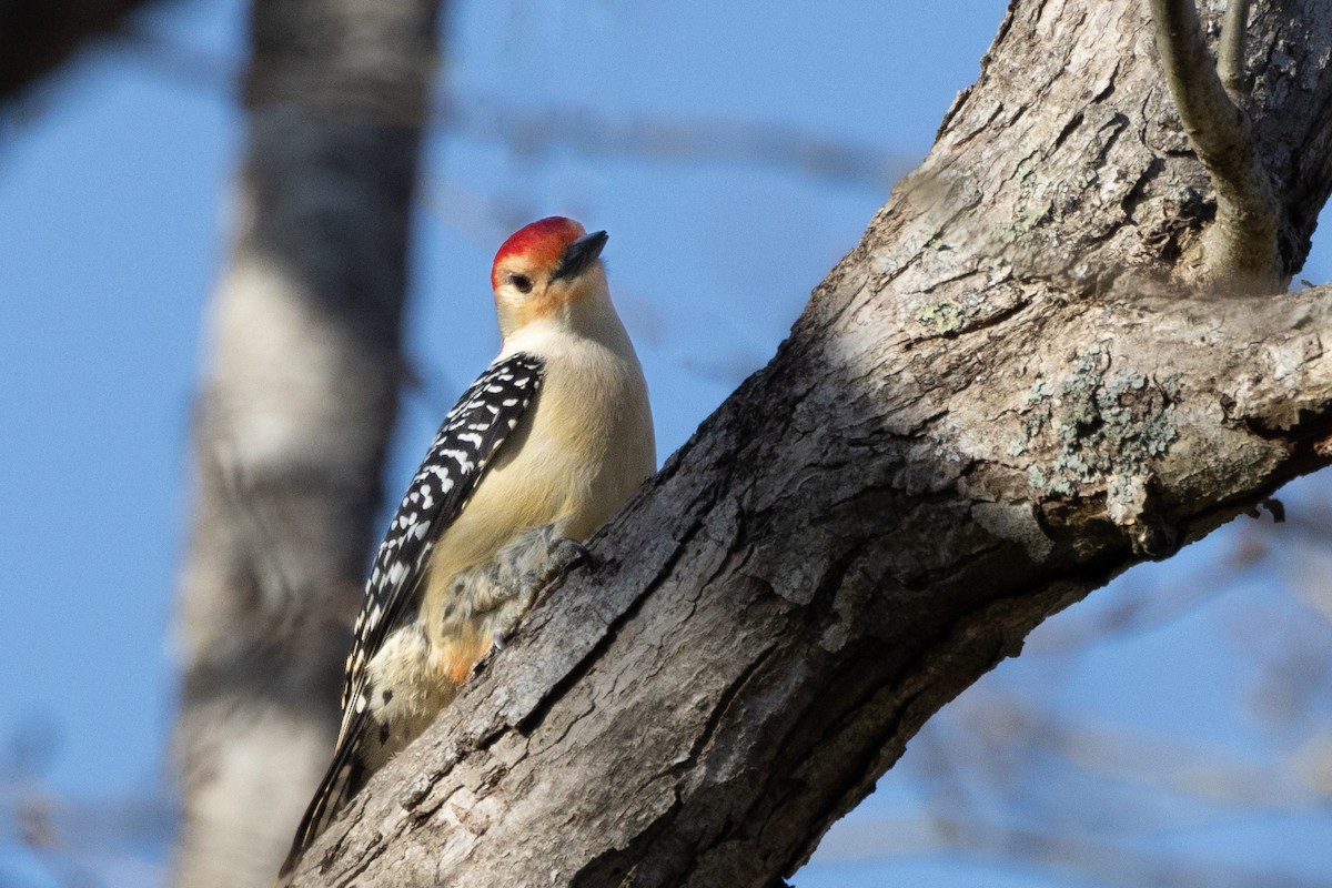 Red-bellied Woodpecker - ML618663727