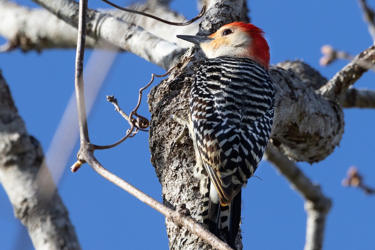 Red-bellied Woodpecker - ML618663732