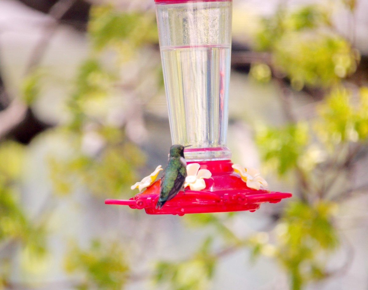 Ruby-throated Hummingbird - ML618663740