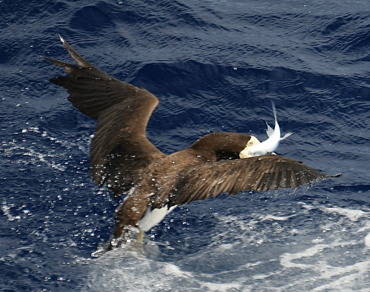 Brown Booby - ML618663779