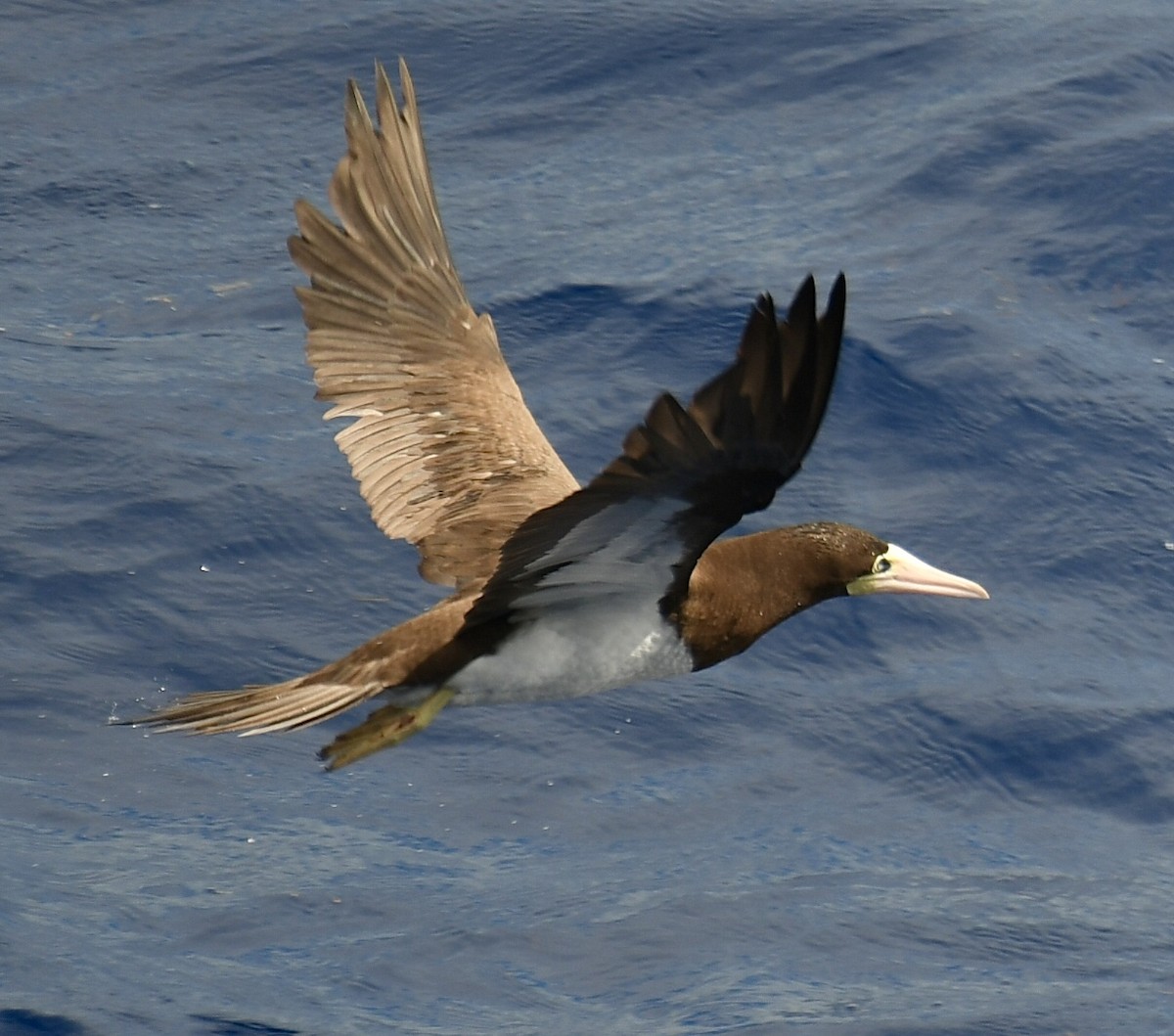 Brown Booby - ML618663780
