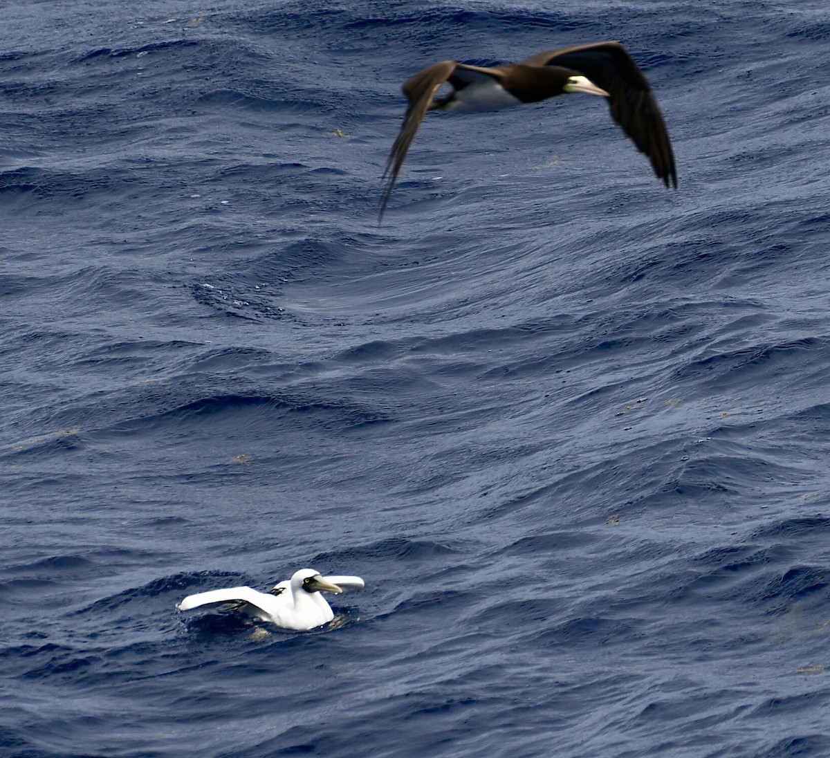 Masked Booby - ML618663791
