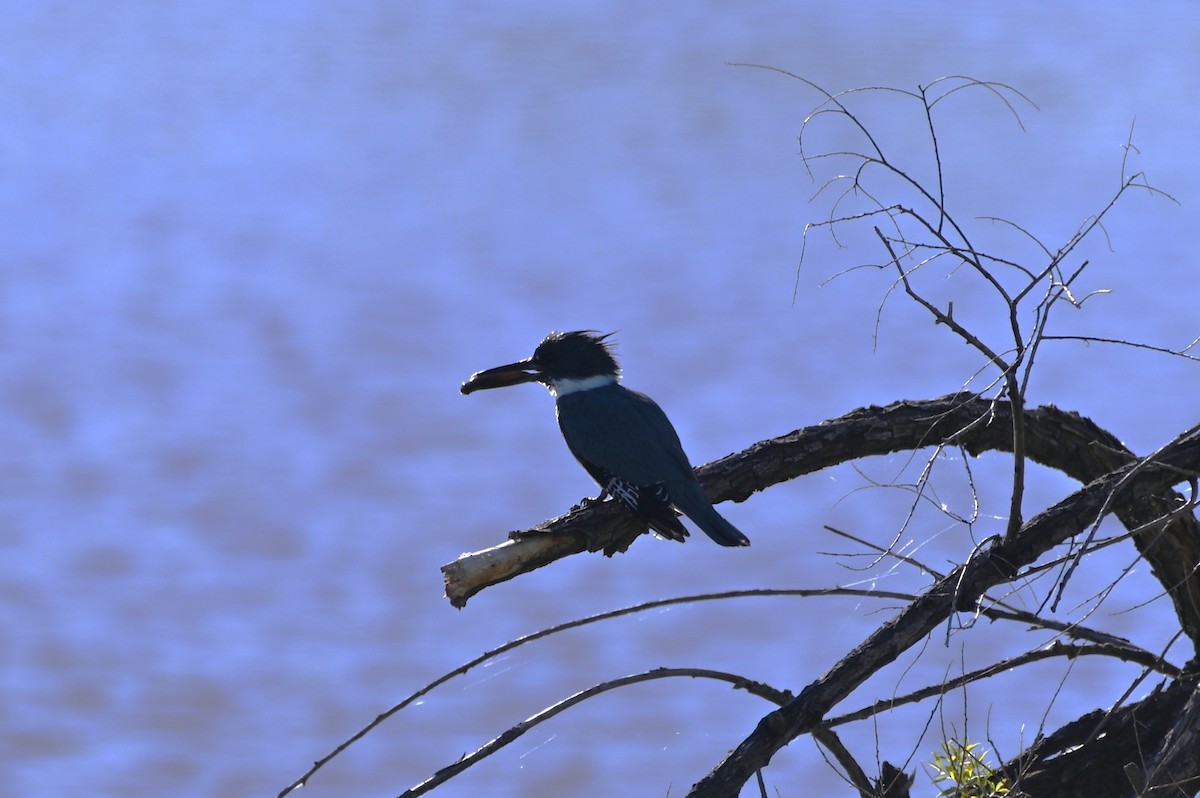 Belted Kingfisher - ML618663804