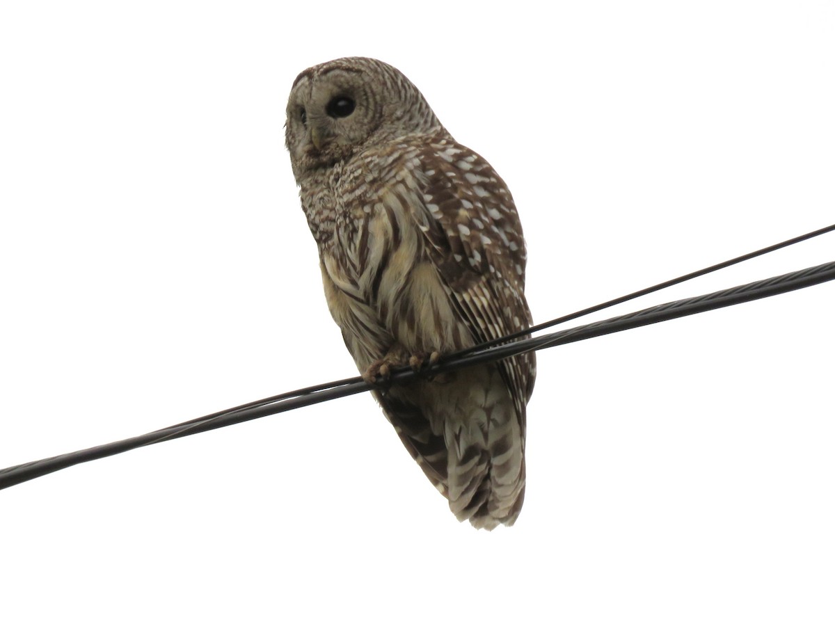 Barred Owl - ML618663807