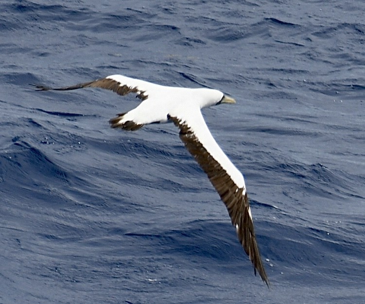 Masked Booby - ML618663836