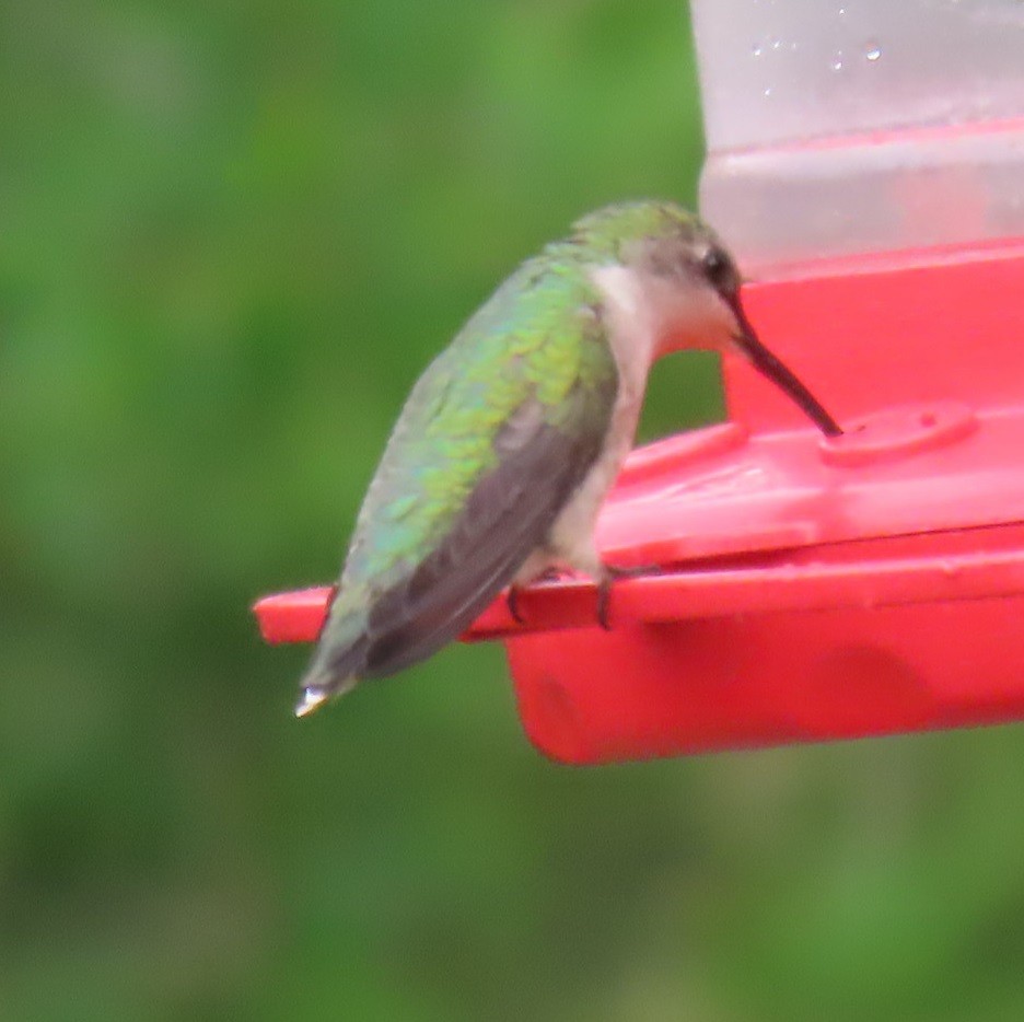 Ruby-throated Hummingbird - ML618663837