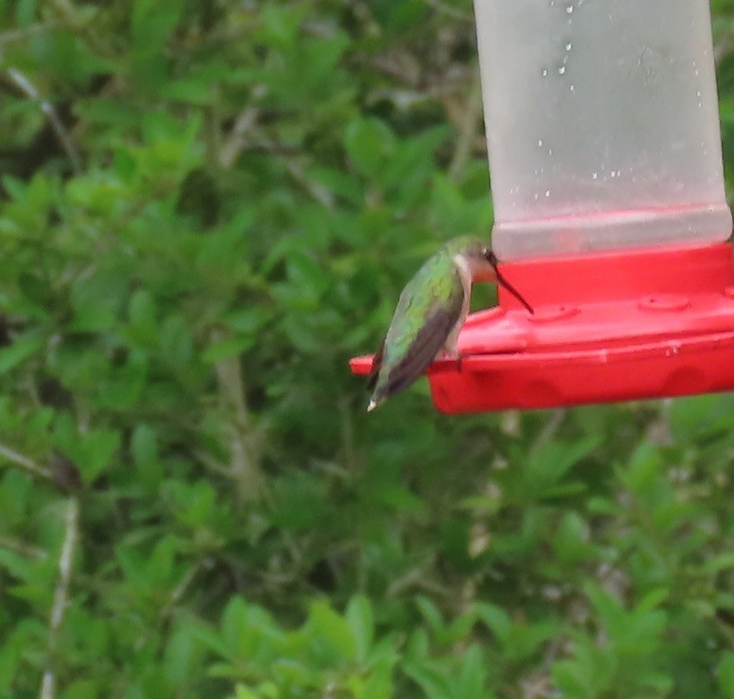 Ruby-throated Hummingbird - ML618663838