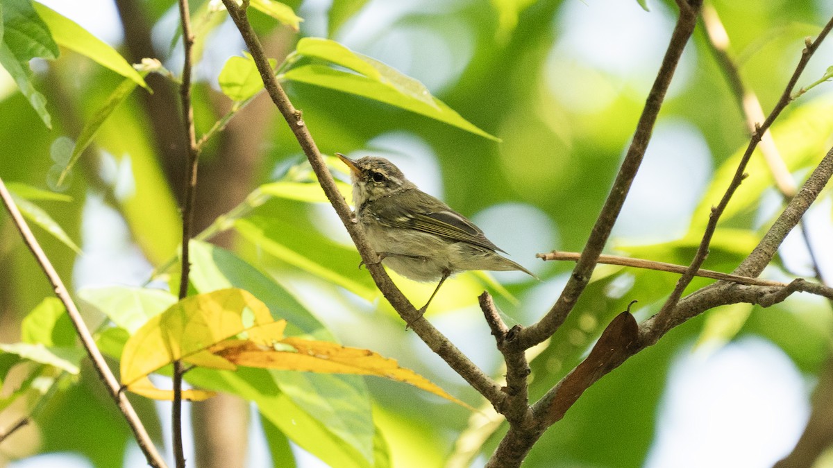 Yellow-browed Warbler - ML618663868