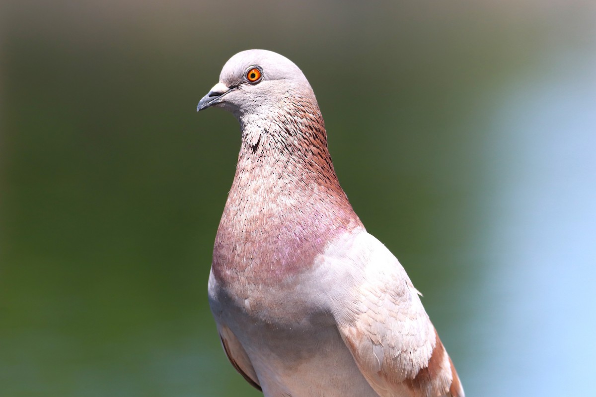 Rock Pigeon (Feral Pigeon) - ML618663870